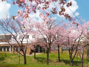 *【桜】桜の花びらが舞う中、季節の美しさを感じて。