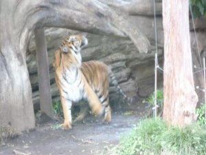 ★上野動物園のトラさん★