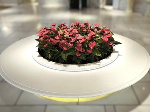 現在は鮮やかなアンスリウムがお客様をお迎え