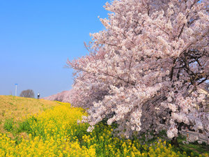 熊谷桜堤 (※複製・再転載禁止)