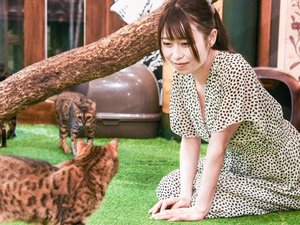 チェシャ猫の森
