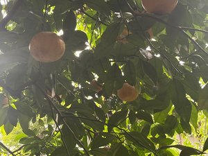 藤田屋の庭に植えてある『夏みかん』。季節により当館の献立に入ることもあります。