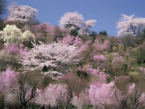「桃源郷」と称される花見山。多種多様な花が咲き誇る福島の春を、当ホテルを拠点にぜひ満喫してください。