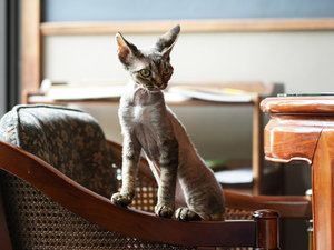 神の猫がお迎えします♪