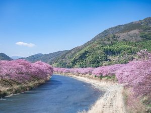 【周辺観光|河津桜】2月上旬〜3月上旬が例年見頃の春を先取りする絶景、伊豆の河津桜並木
