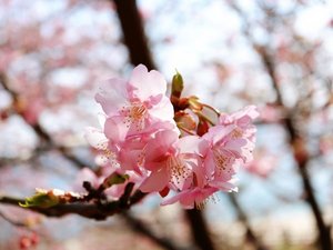 【周辺観光|河津桜】早咲きの桜が春の訪れを知らせます