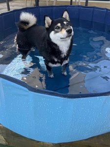 ���������v�[���I