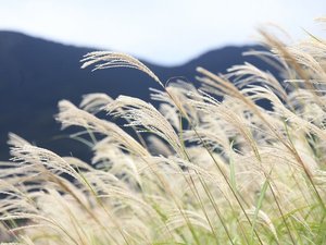 【仙石原ススキ草原:秋〜晩秋】黄金色の絨毯を敷き詰めたかのように色づいたススキの穂が広がる(一例)
