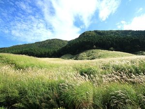 【仙石原ススキ草原:初秋】黄金色の穂と緑のススキのコントラストが特徴的。(一例)