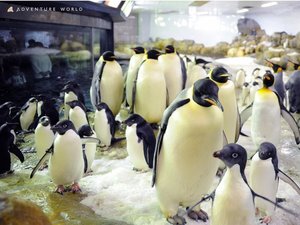 【アドベンチャーワールド】7種類の可愛いペンギン達が暮らしています