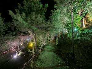 幻想的なライトアップ