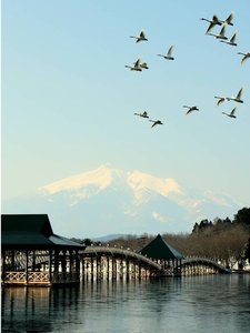 春の訪れと白鳥