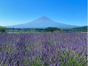 夏の富士山