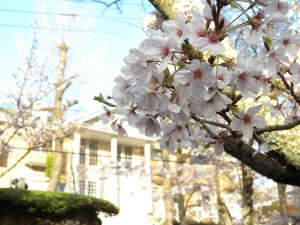 カステロマーレの前のソメイヨシノの桜並木 (3月下旬頃開花予想)
