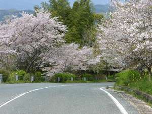 「桜」約1500本　見頃3月下旬～4月上旬