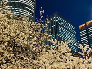 桜 外観 夜