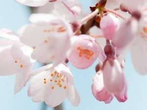 春には桜ヶ池の桜がお勧めの桜スポットです。