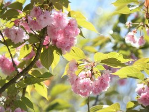 八重桜
