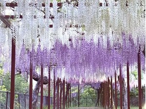【和気神社】名物『藤』