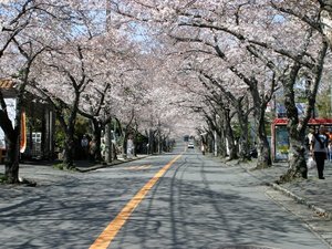 �y�ɓ����������؁z���ق���ԂŖ�5��/�ʐ^�񋟁F�ɓ��s�ό���