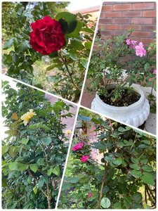 伊東山荘のテラスでは、薔薇の花が咲き出しました