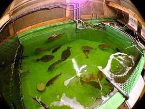 ���q�l�ɂ��o������N�x�o�b�O���̂����ł��B���w�ł��܂���