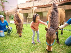 人懐っこくてかわいいヨナグニウマと馬遊び体験♪(※有料)
