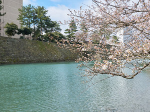 ・【周辺】春には石垣と桜の美しいコラボレーションが見られ、情緒ある光景をご堪能いただけます