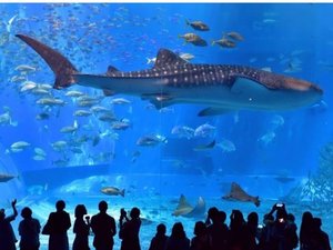 美ら海水族館