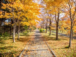 【モエレ沼公園】黄色やオレンジに色づいた木々が並び、秋の散策を楽しめます。