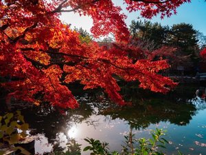 【円山公園】水面に映り込む鮮やかな紅葉も美しく、秋ならではの景色を楽しめます。