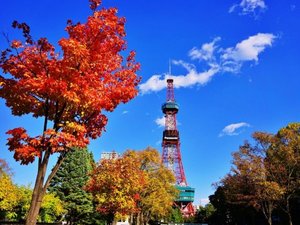 【大通公園】紅葉に彩られたさっぽろテレビ塔近くの大通公園。青空のもと、鮮やかな秋の景色が広がります。