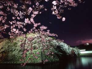 【彦根城夜桜ライトアップ】風がなければ水面に鏡のように桜が映ります