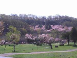 《風景・春》徒歩5分の公園に咲いている桜です。