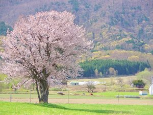 「富良野 上御料の一本桜」雪が残る富良野西岳を背景に、素朴ながら確かな存在感を示す一本桜