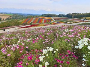 【四季彩の丘】秋の風に揺れる可憐なコスモス。
