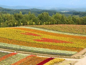 【四季彩の丘】お花畑に現れたハートマークに思わず笑顔に。