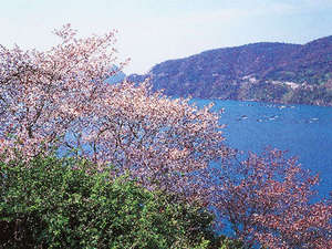 �_�q�̎R���́w��{���x�Ə̂���A�����ɂ͔��������g�F�ɐ��܂�܂��i���ق��ԂŖ�10���j  