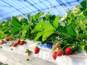 いちご狩り(1月〜4月)…お車で約20分