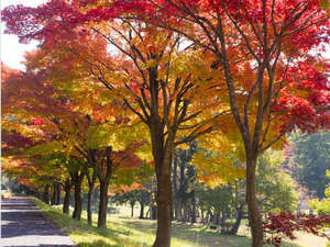 �z�e�����ʏH1