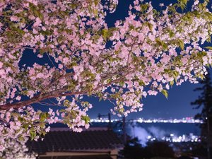 春には桜が咲き誇ります。