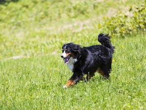ほたるは草原でたくさん遊びます