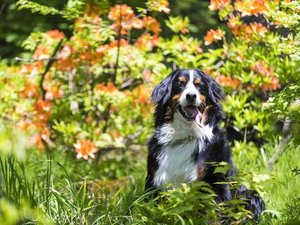 陽竜庭のつつじの前でニッコリのほたる