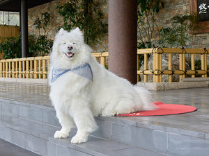 �G���W�F���N