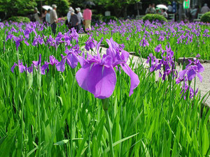 燕子花
