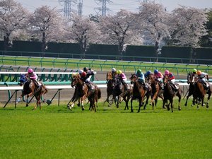 【当館から車で40分】迫力あるレースやイベントが楽しめる関東の主要競馬場「中山競馬場」