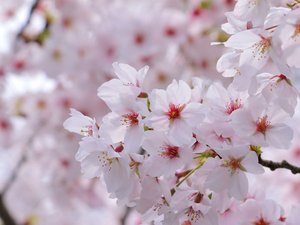熊本城は全国でも有数のお花見の名所