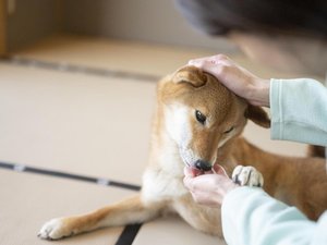 わんちゃんご滞在イメージ