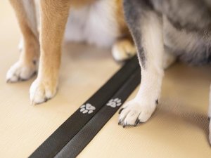 当館の畳は、わんちゃんに優しい性質の畳を使用しております。