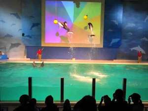 ◇「浅虫水族館」のイルカショー。文句なく楽しい♪